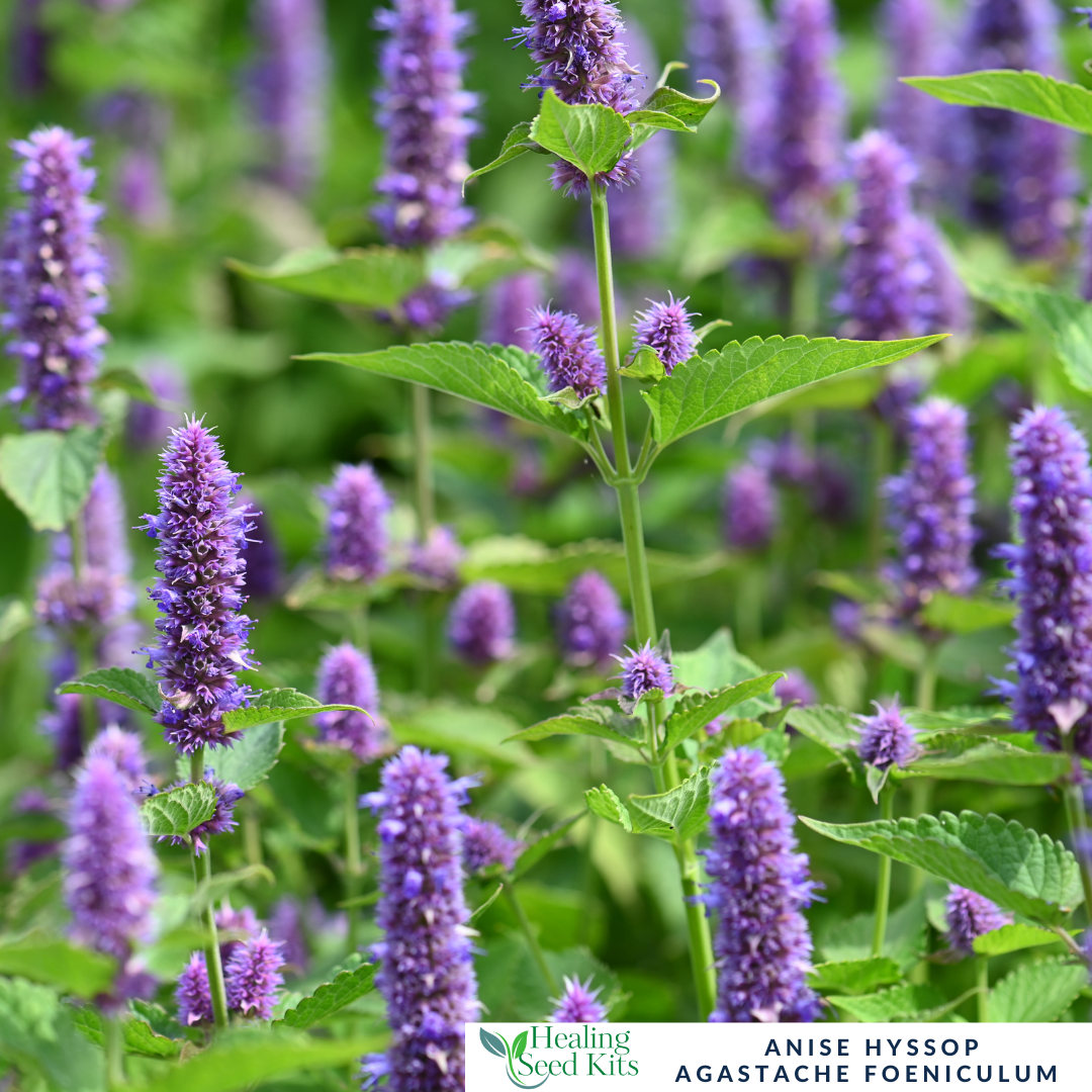 Anise Hyssop