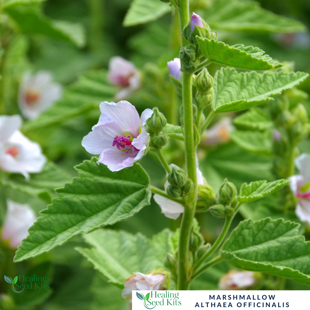 MarshMallow Plug Plant
