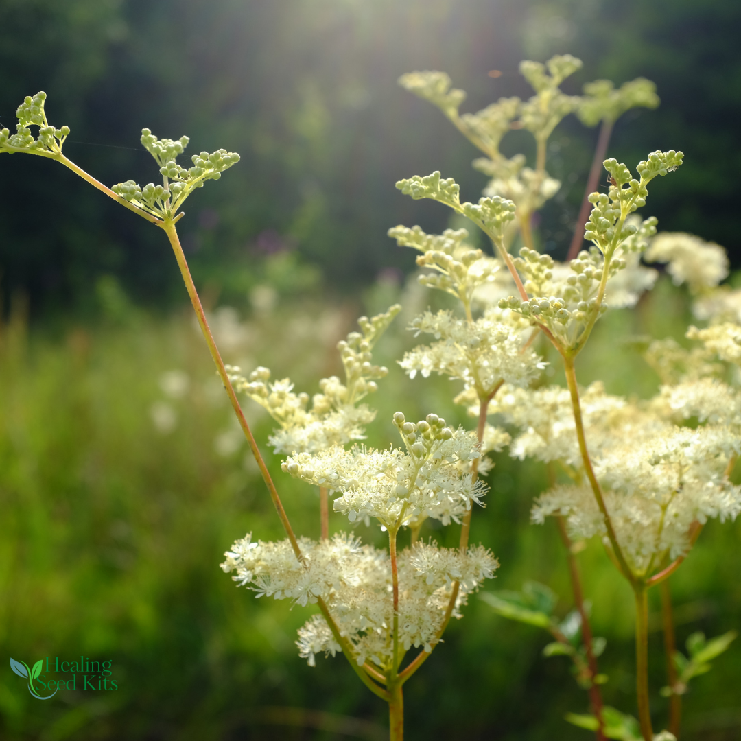 Meadowsweet Plug Plant