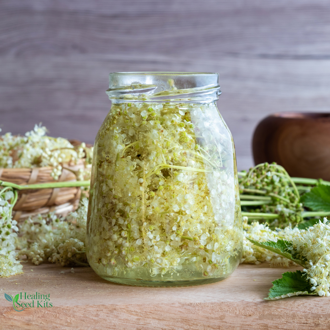 Meadowsweet Plug Plant
