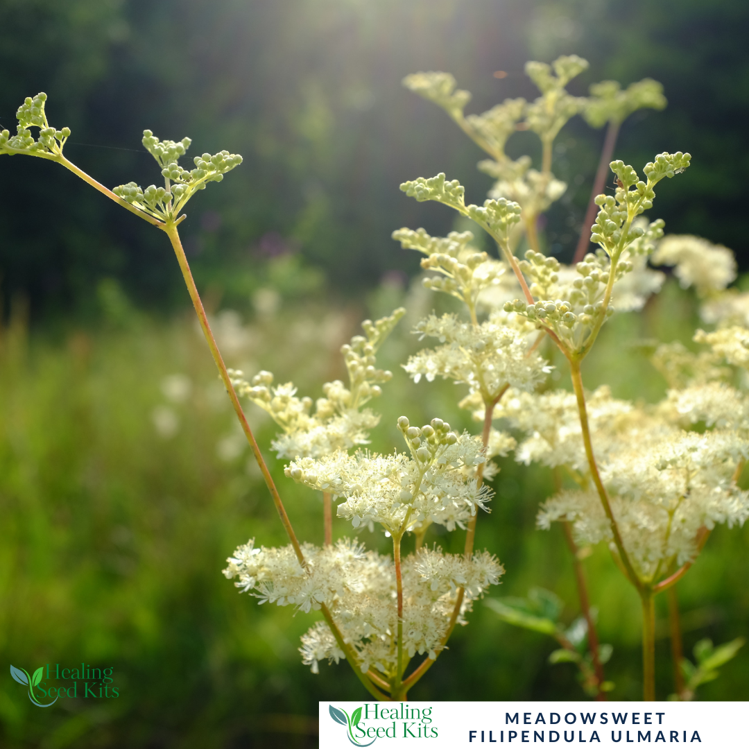 Meadowsweet Plug Plant