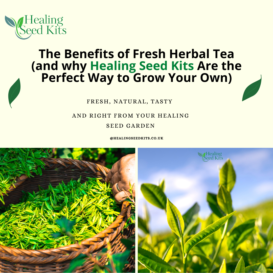 Get Hydration with Benefits by growing your own herbal brews with Healing Seed Kits