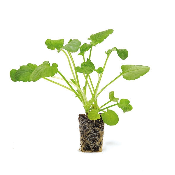 Lady's Mantle: Quick Guide
