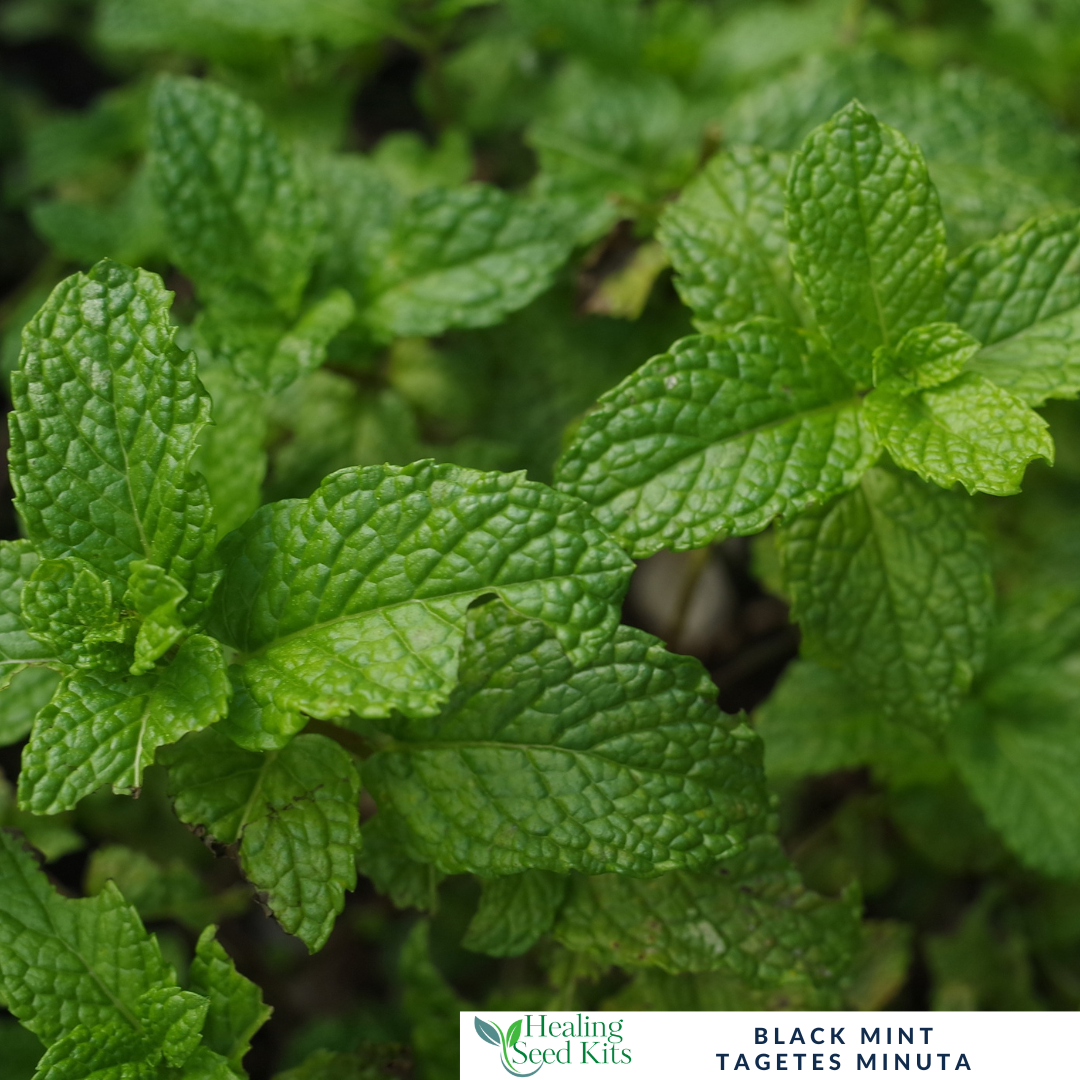 Mint - Black Mint Plug Plant