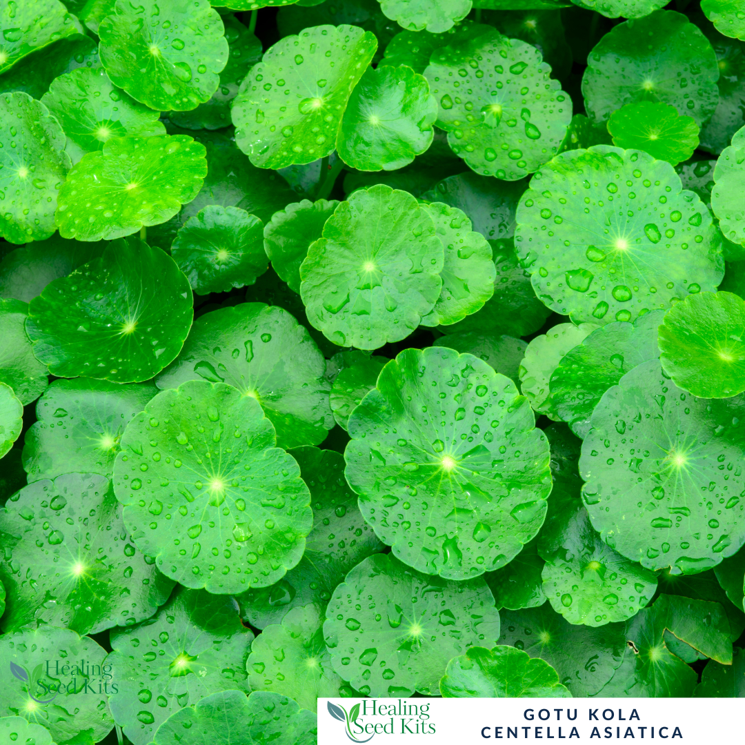 Gotu kola Plug Plant