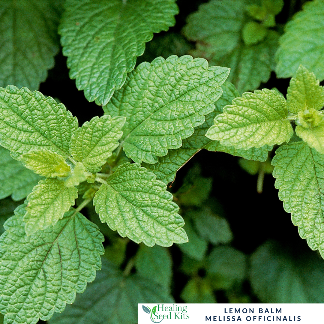 Lemon Balm Plant