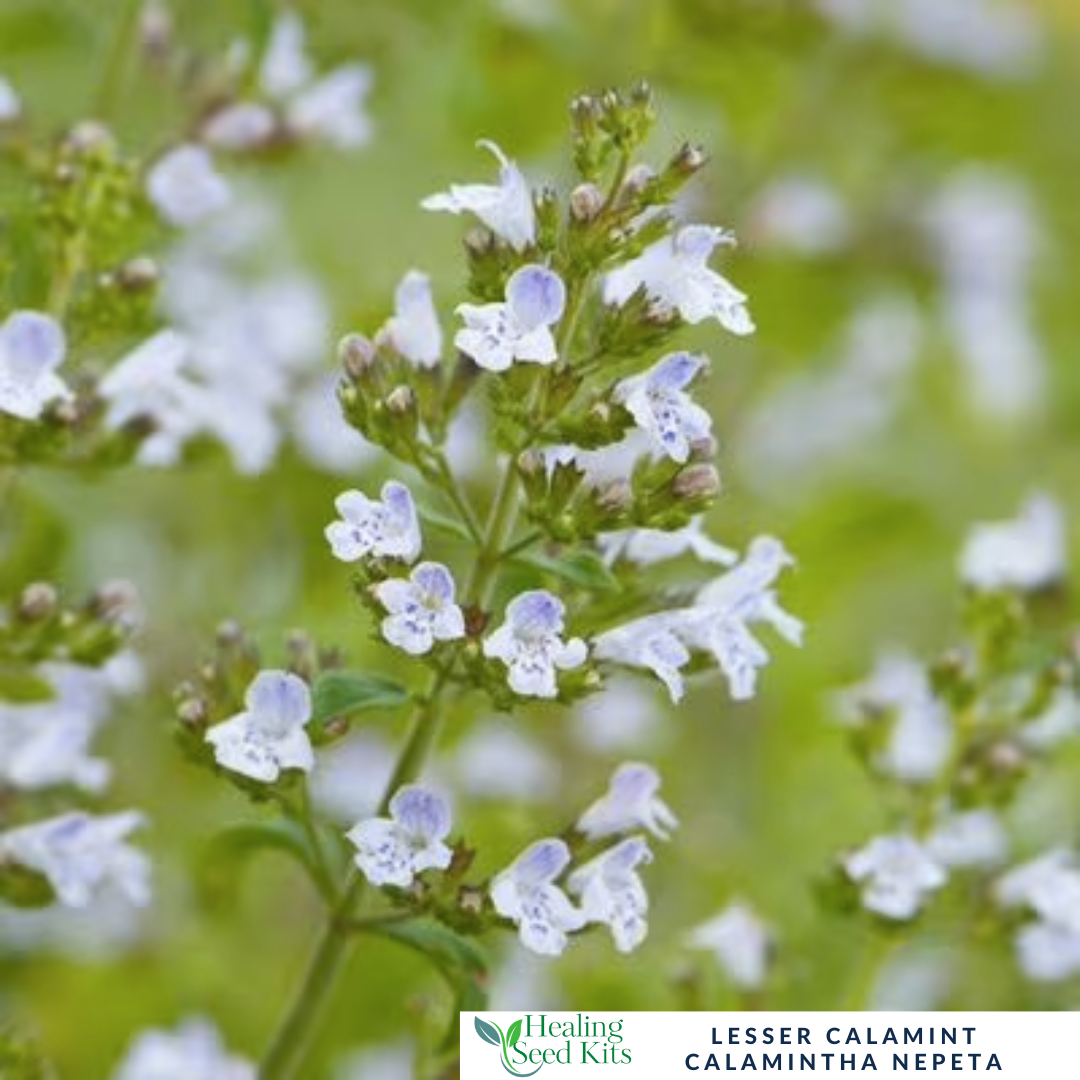 Lesser Calamint Plug Plant