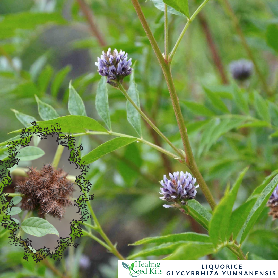 Liquorice Plant