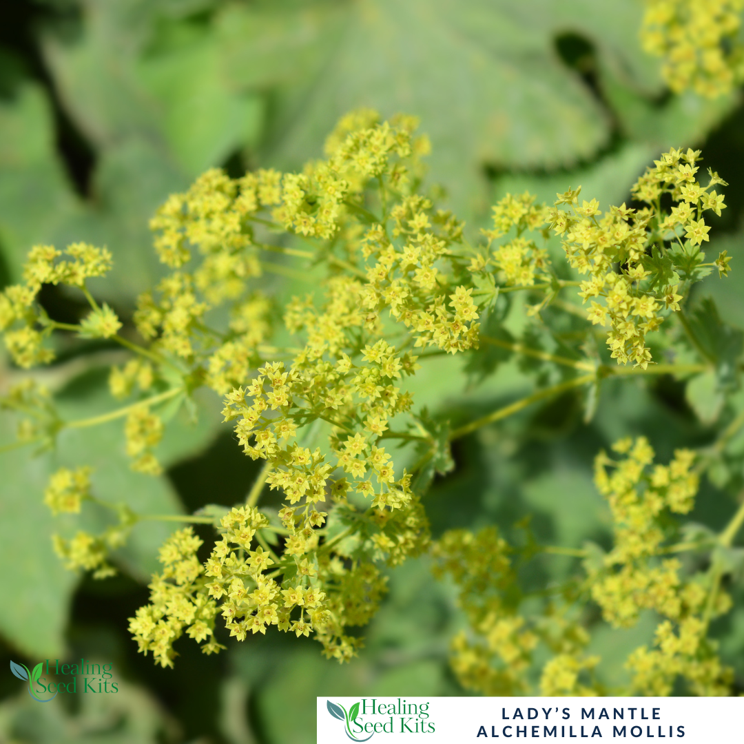 Lady's Mantle Plug Plant