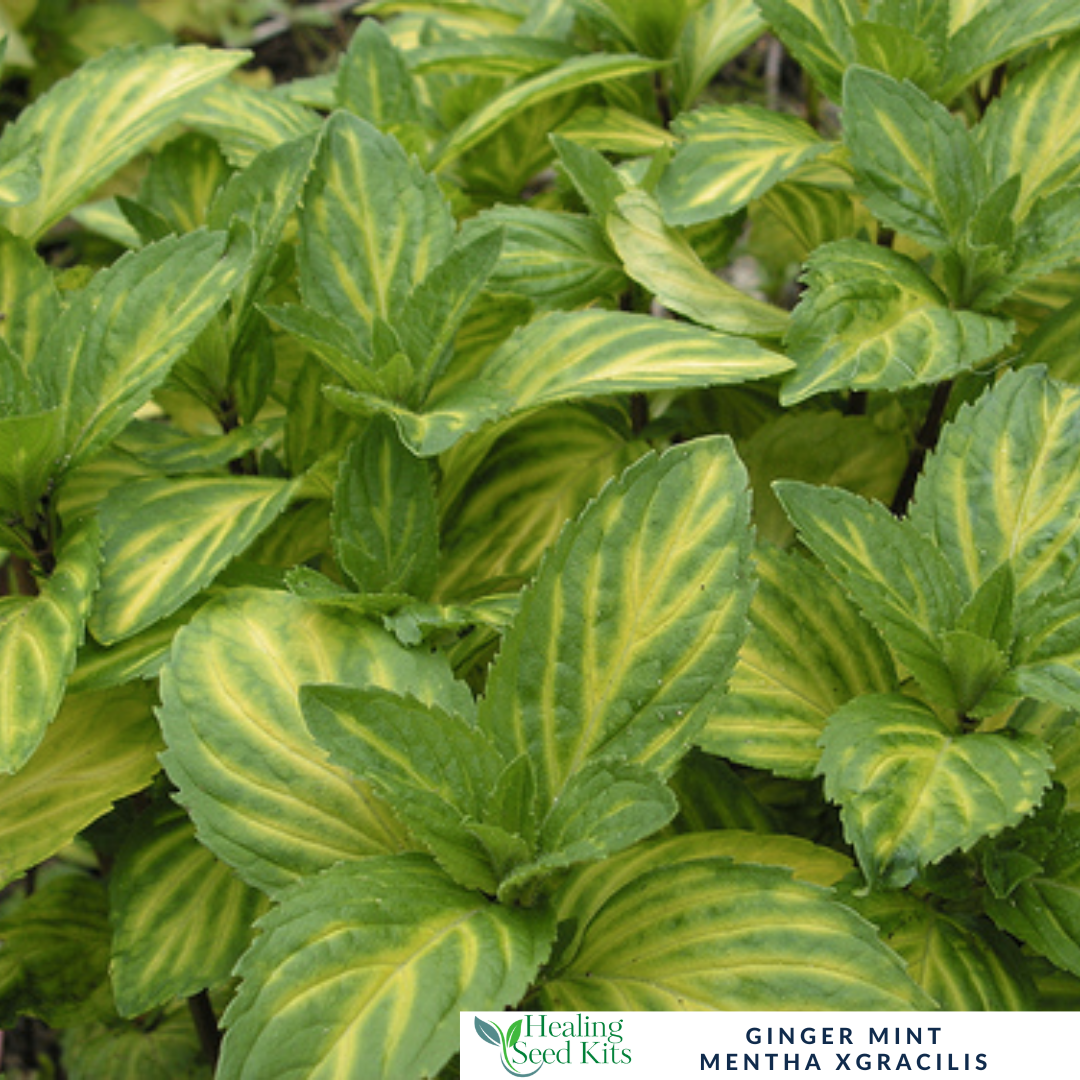 Mint - Ginger Mint Plug Plant