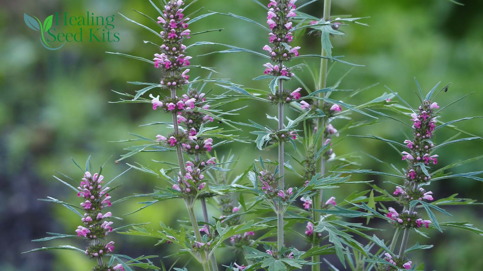 Motherwort Leonurus cardiaca