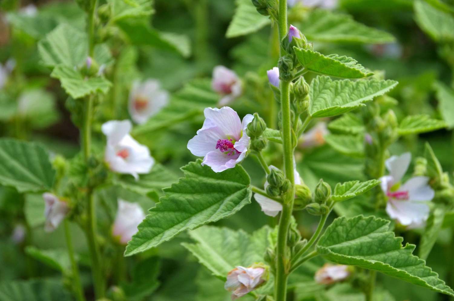 MarshMallow/Althaea officinalis