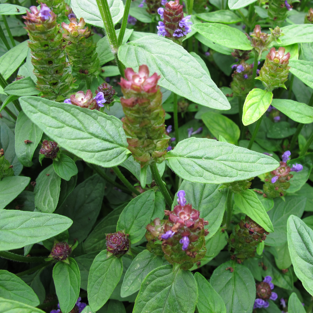 Self Heal/All Heal/Prunella vulgaris