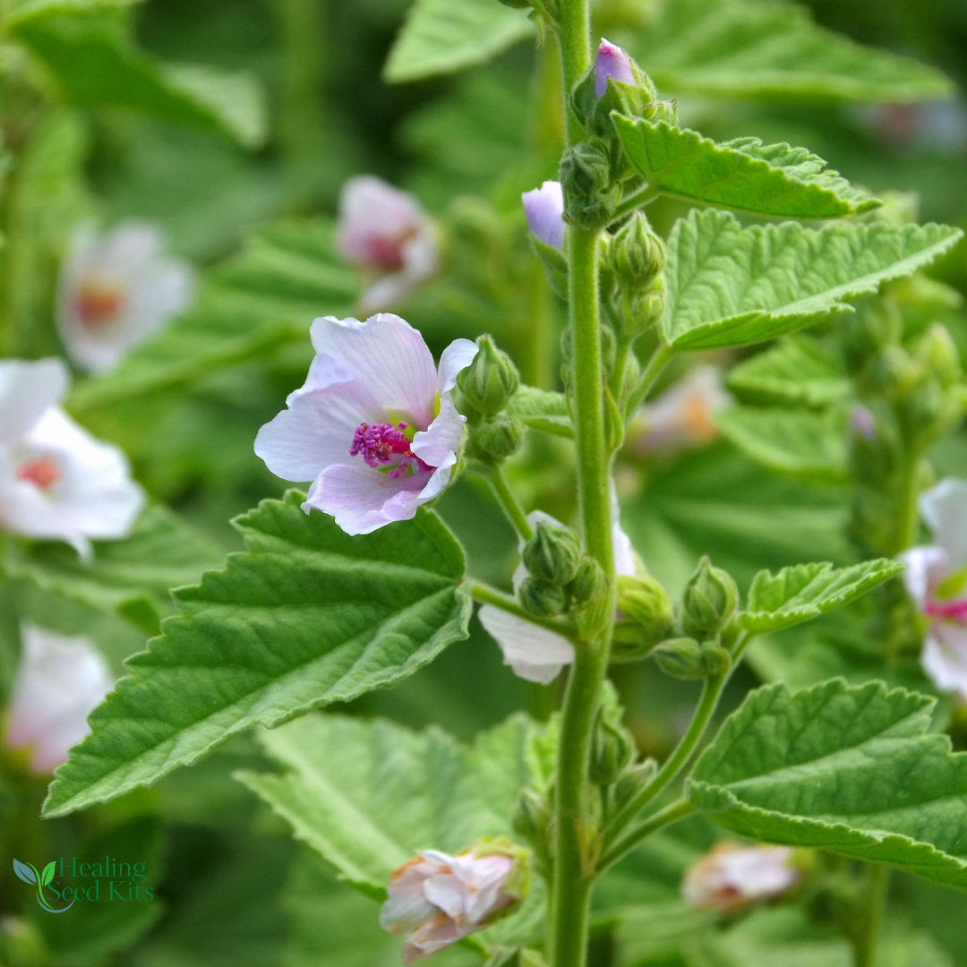 MarshMallow Plug Plant