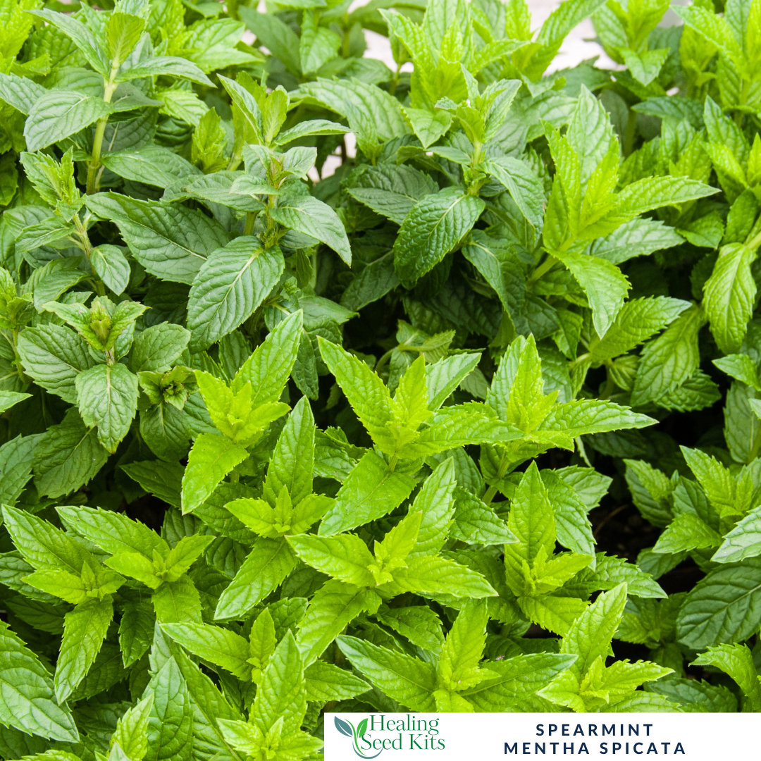 Mint- Spearmint Plug Plant