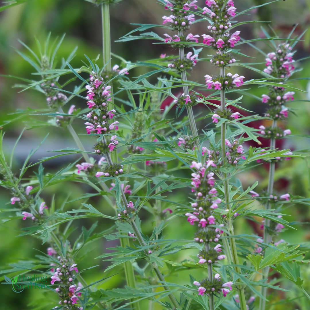 Motherwort Plug Plant