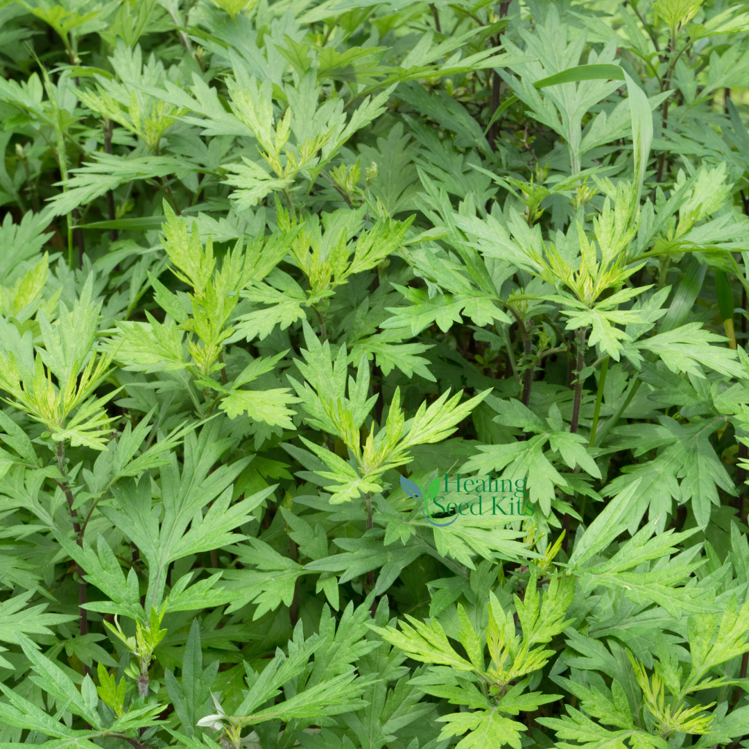 Mugwort Plug Plant