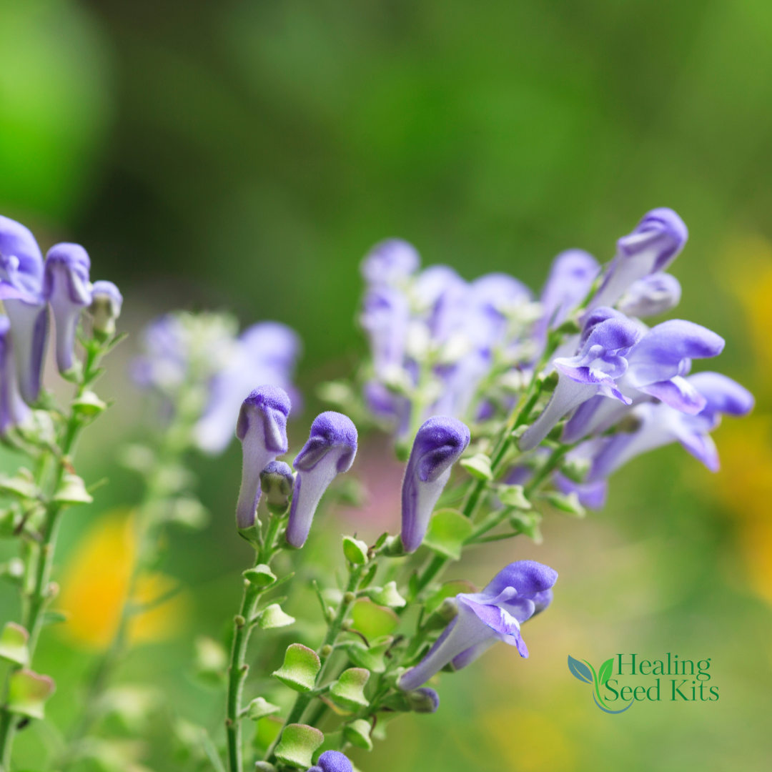 Skullcap Plug Plant